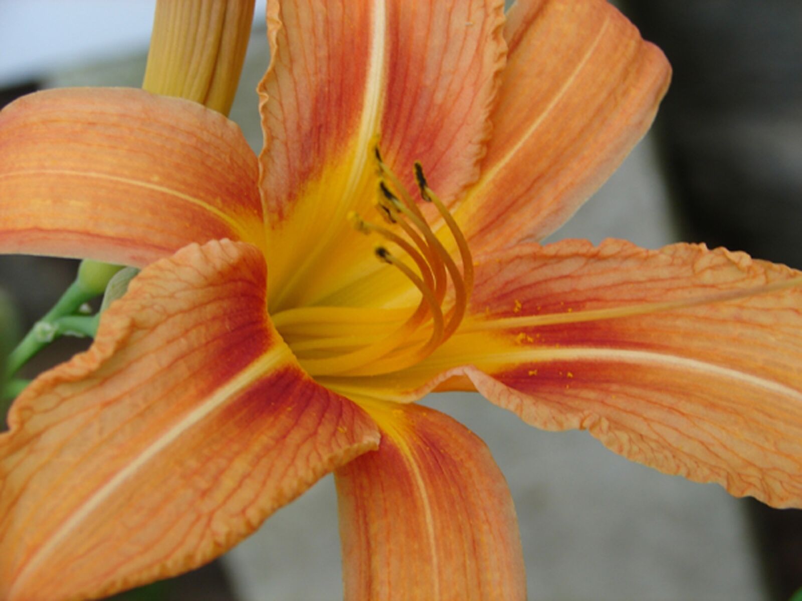 Sony DSC-H1 sample photo. Flower, orange, nature photography