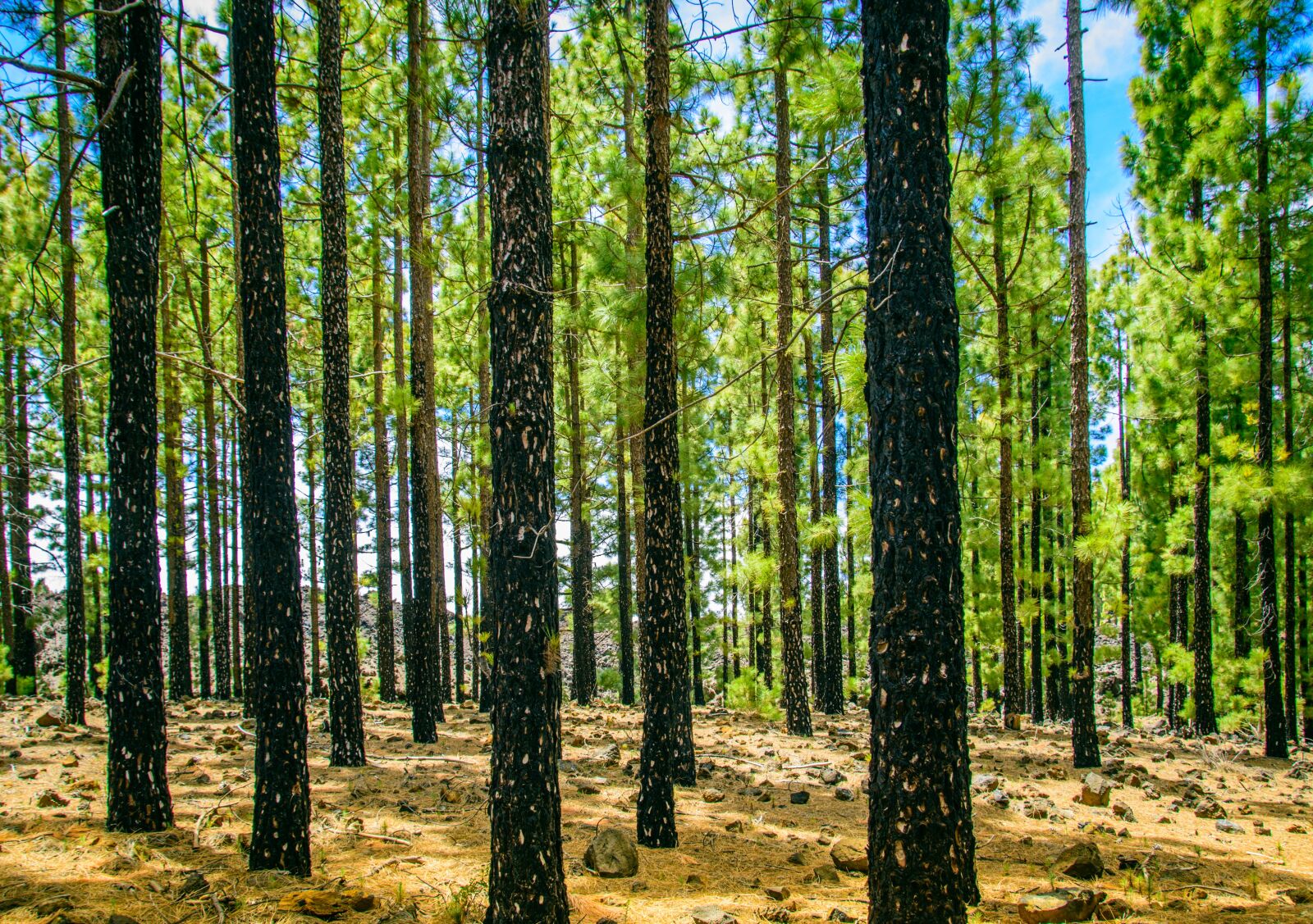 Nikon D5500 sample photo. Forest, sun, tree photography