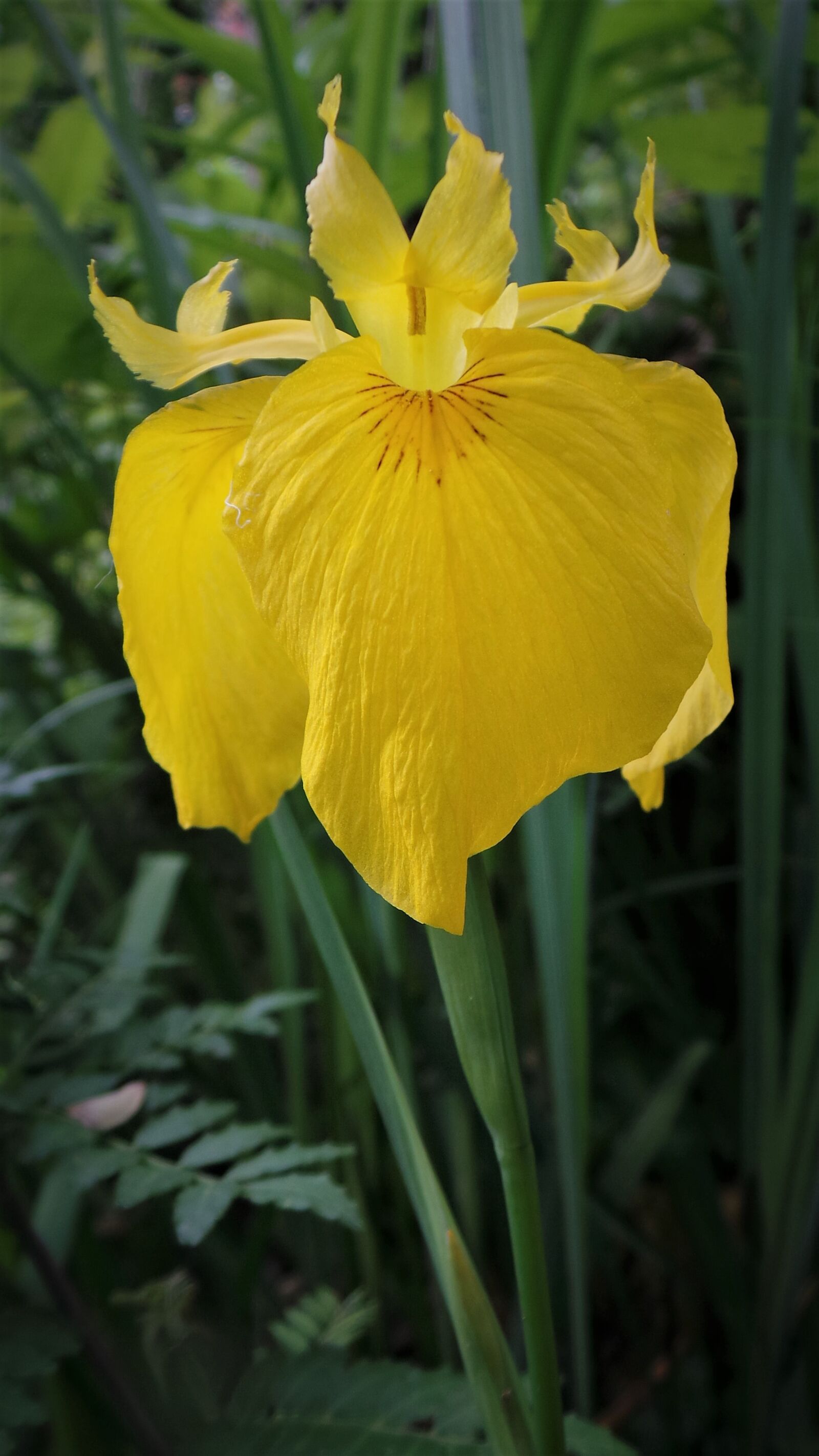 Samsung Galaxy Camera (Wi-Fi) sample photo. Irises, yellow flowers, shampoo photography