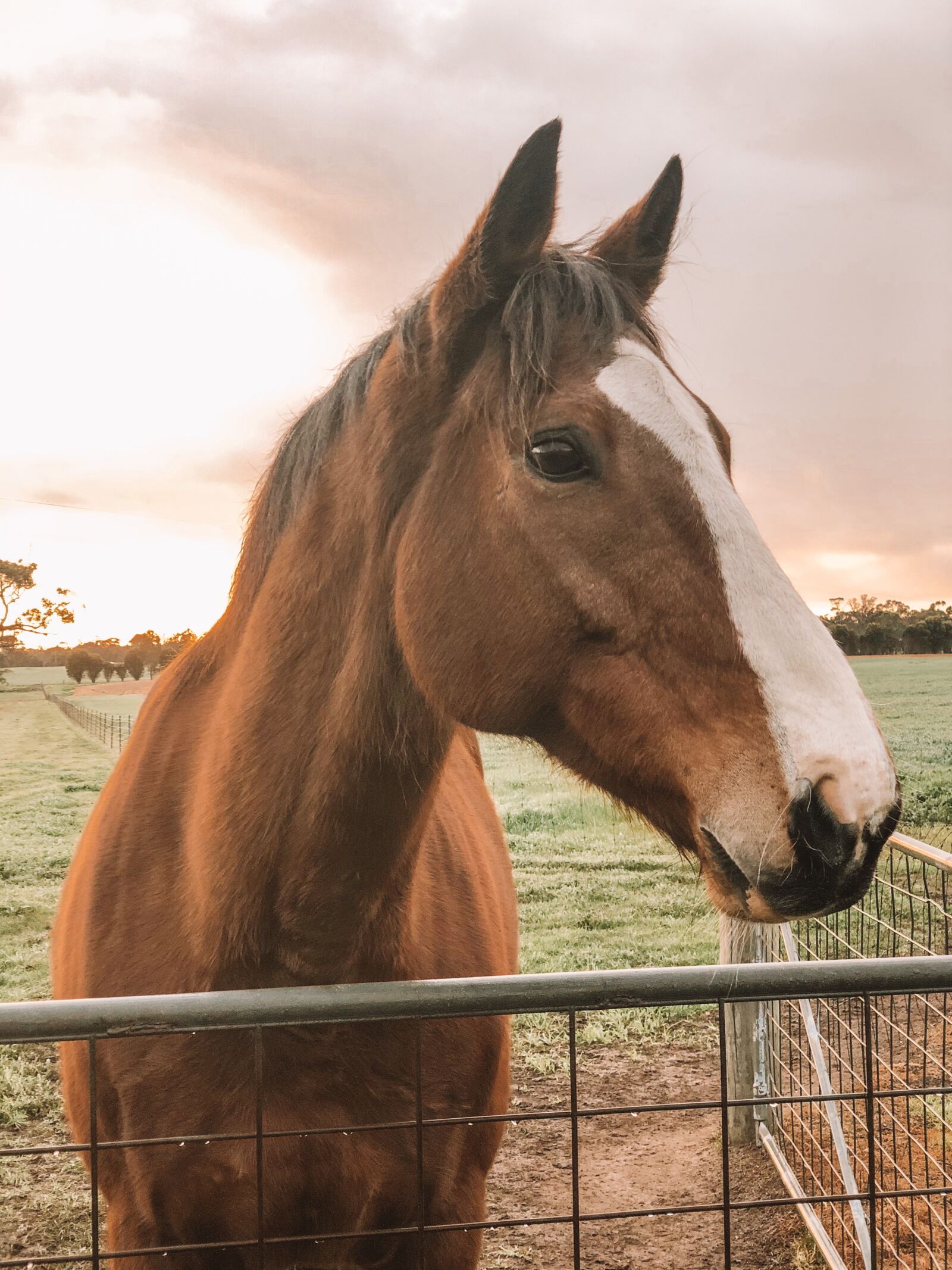 iPhone X back dual camera 6mm f/2.4 sample photo. Horse, bay, head photography