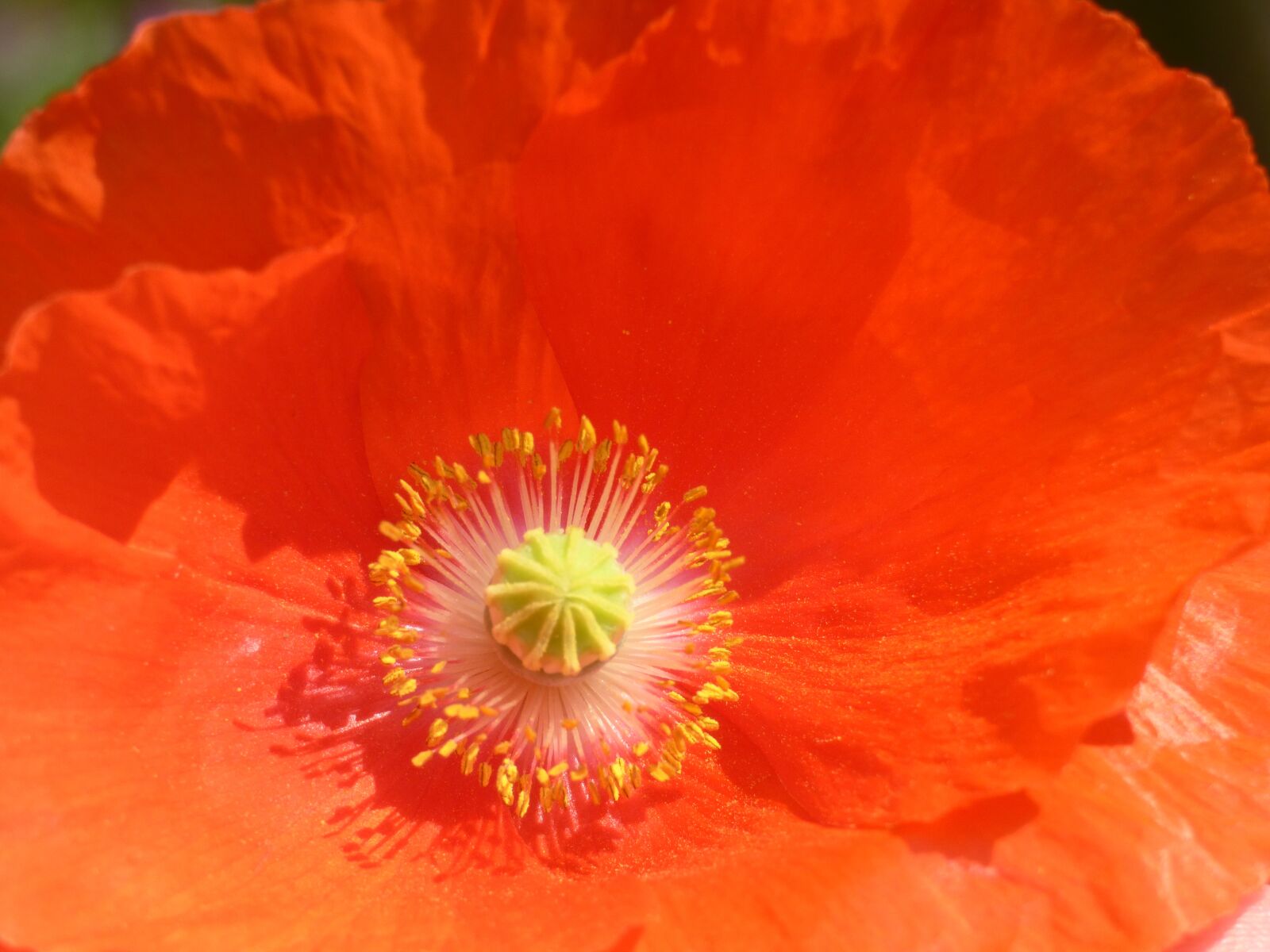 Panasonic DMC-FZ72 sample photo. Poppy, nature, garden photography