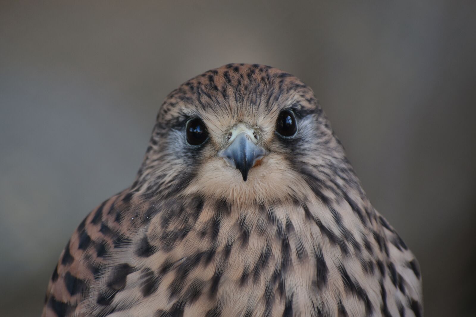 Nikon D7200 sample photo. Animal, bird, raptor photography