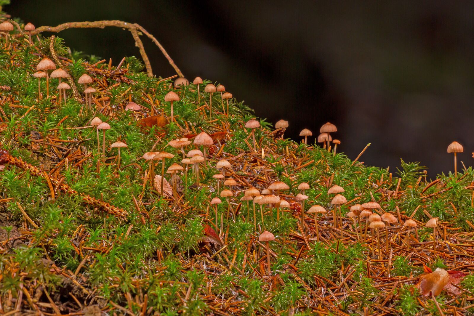 Canon EOS 7D sample photo. Small mushrooms, mushroom, forest photography