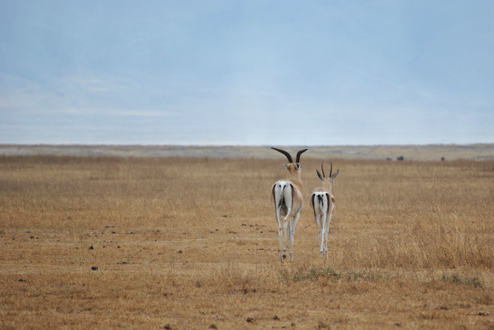 Nikon D3000 sample photo. Antelope, ngorongoro, crater photography