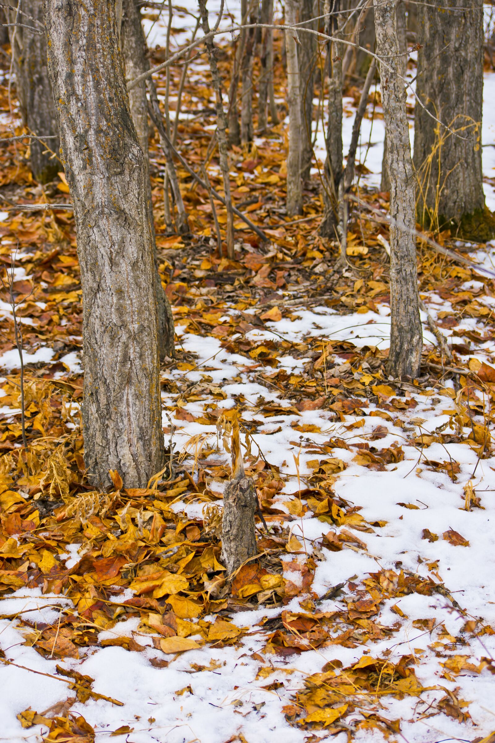 Nikon D3400 sample photo. Fall, autumn, leaves photography