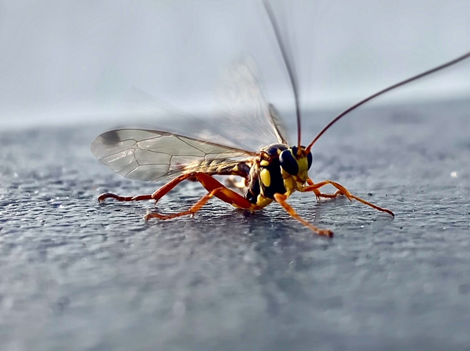 Apple iPhone XR sample photo. Insect, flying insect, close photography