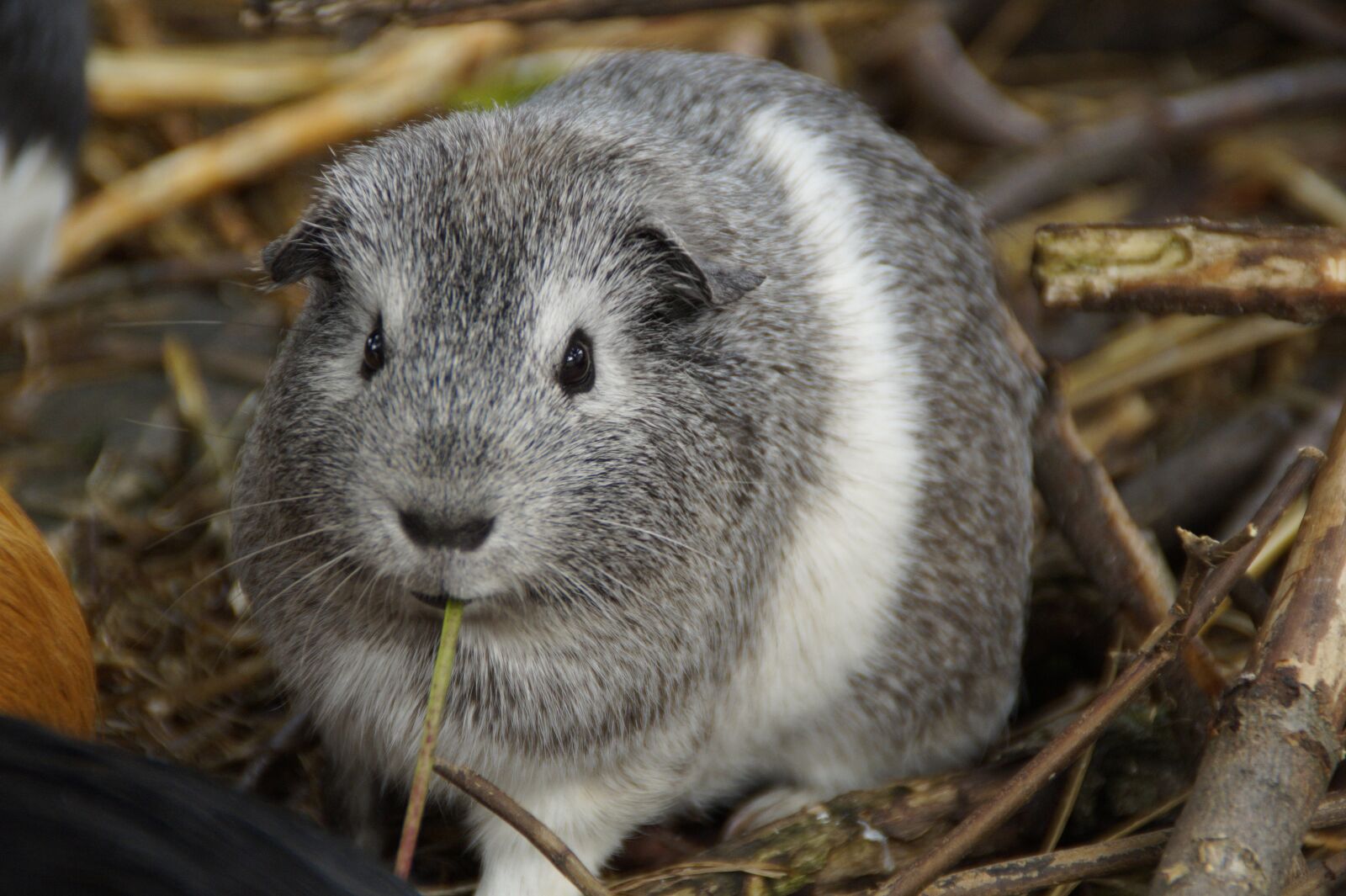 Sony SLT-A58 sample photo. Guinea pig, cute, rodent photography