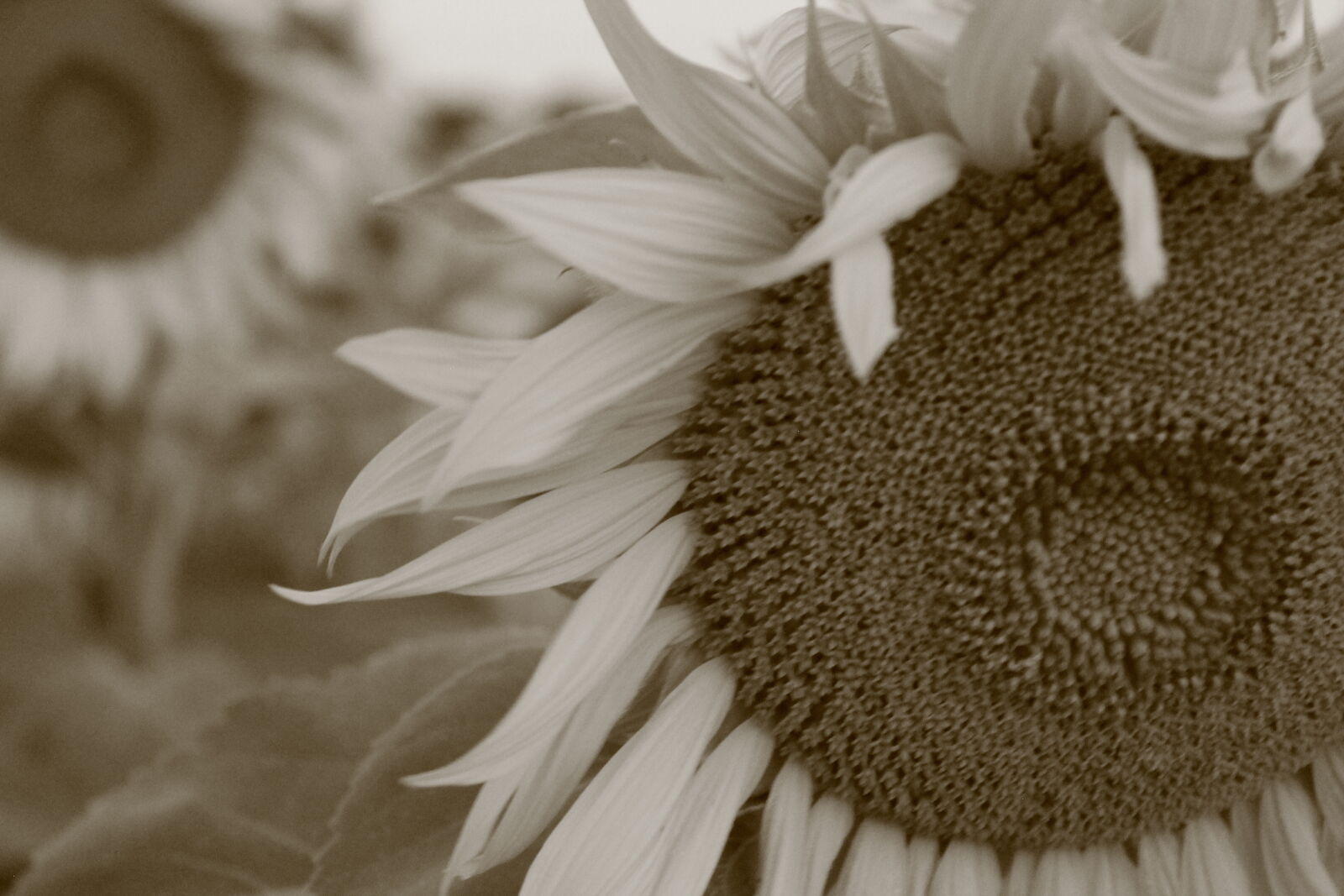Canon EOS 1100D (EOS Rebel T3 / EOS Kiss X50) sample photo. Sunflower photography