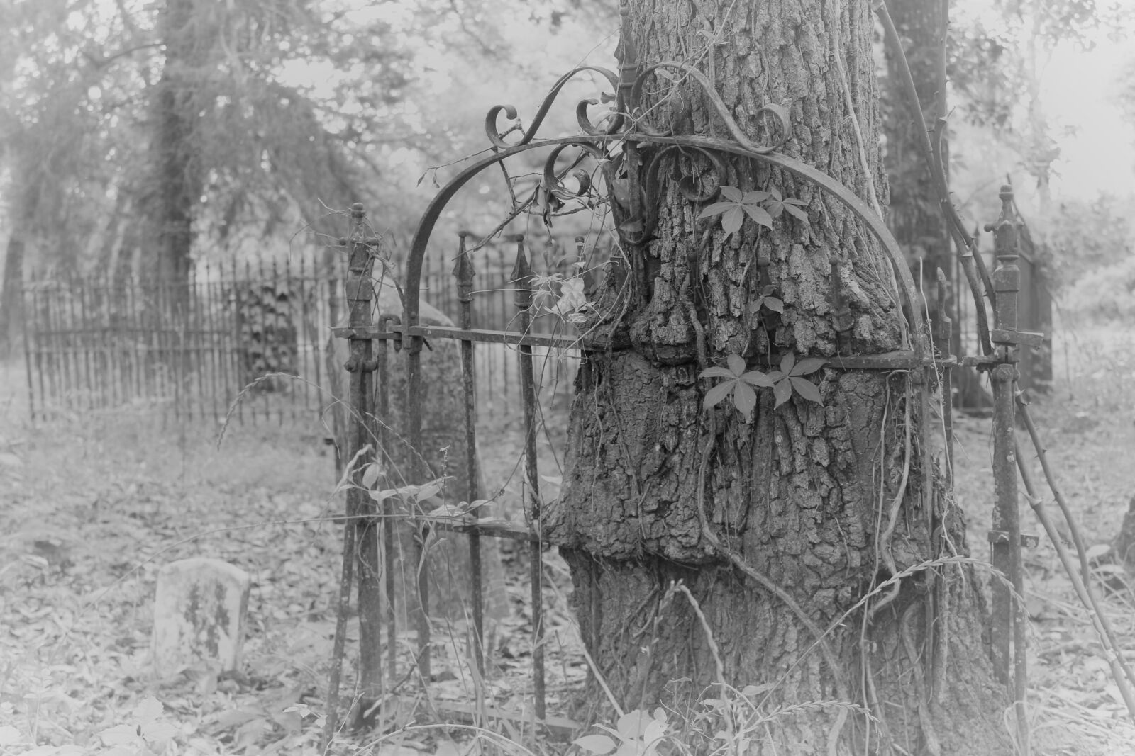 Canon EOS 1300D (EOS Rebel T6 / EOS Kiss X80) sample photo. Old, gate, cemetery photography
