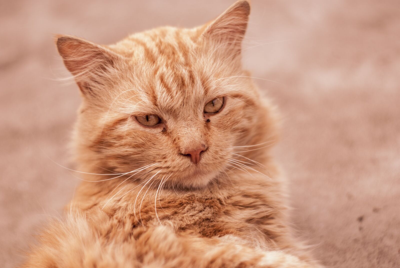 Nikon D60 sample photo. Cute cat, long hair photography