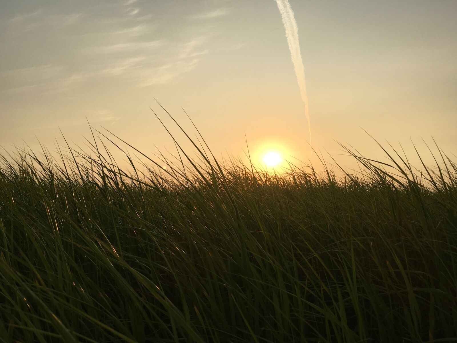 Apple iPhone SE sample photo. Field, sunrise, grass photography