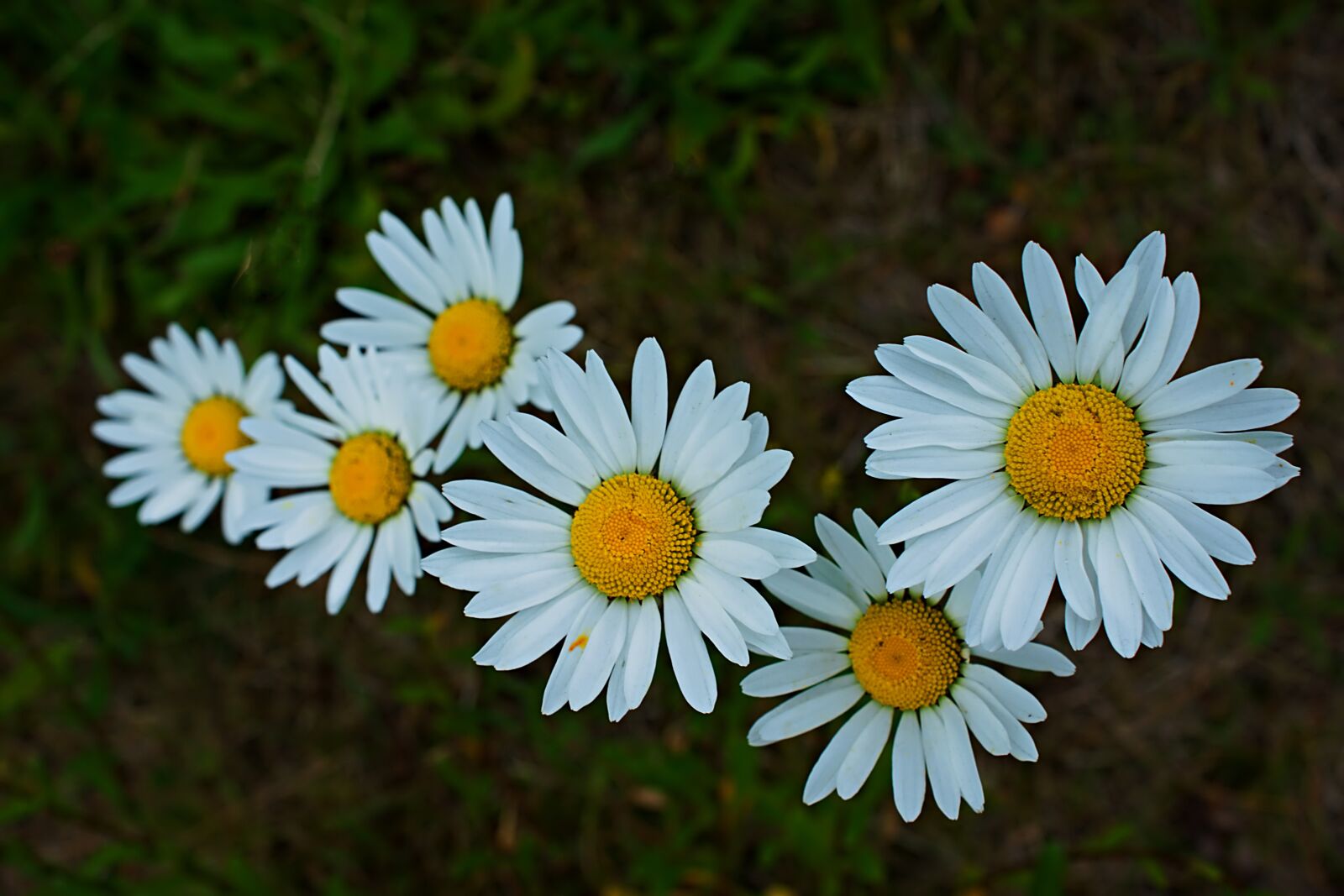 Nikon D3400 sample photo. Daisy, flower, daisies photography