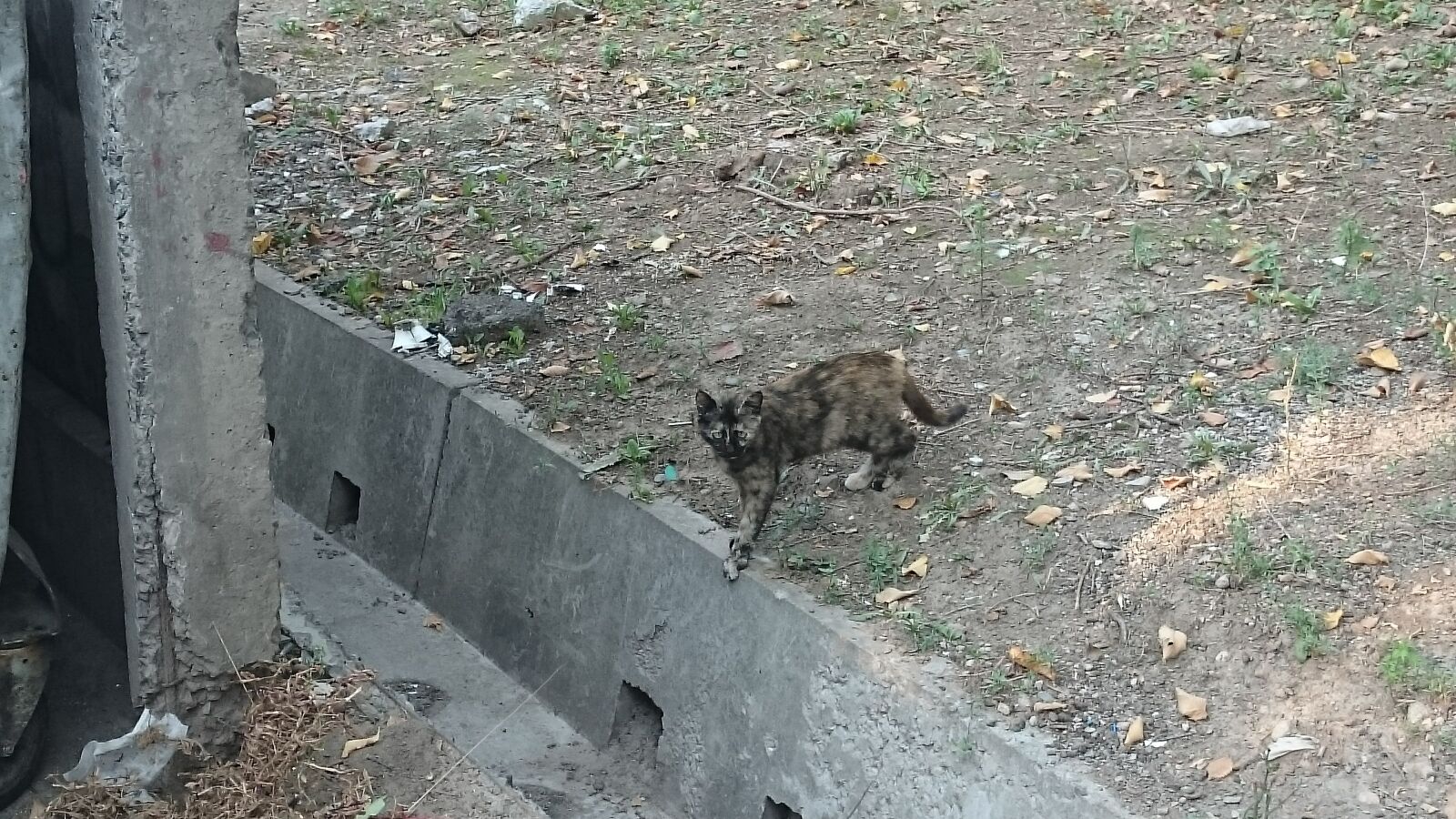 Sony Xperia Z1 Compact sample photo. Cat, aryk, land photography