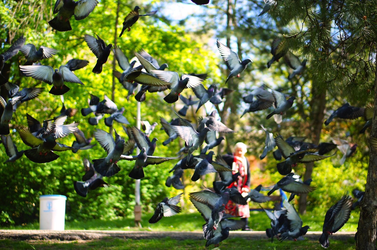 Sony Alpha NEX-3N sample photo. Pigeons, flock, flying birds photography