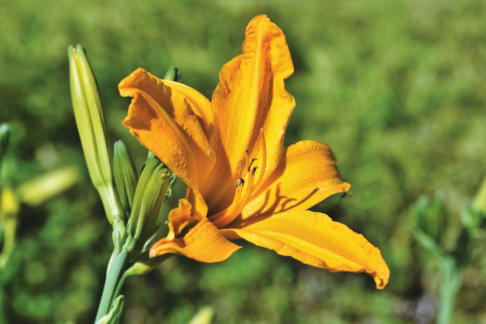 Nikon D7200 sample photo. Lily, blossom, bloom photography
