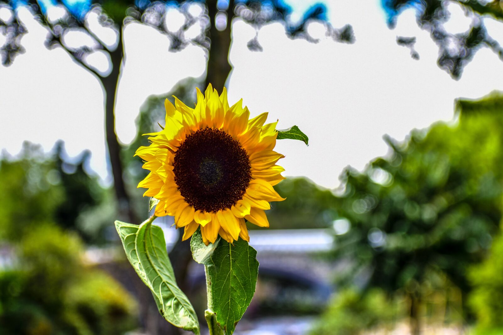 Nikon D3400 sample photo. Sunflower, flowers, garden photography