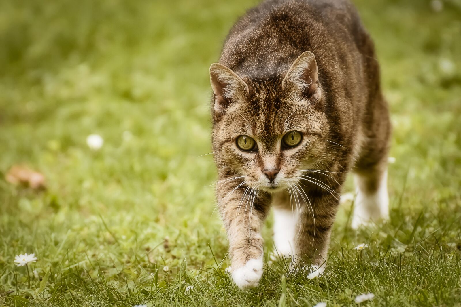 Nikon D7200 sample photo. Cat, pet, animal photography