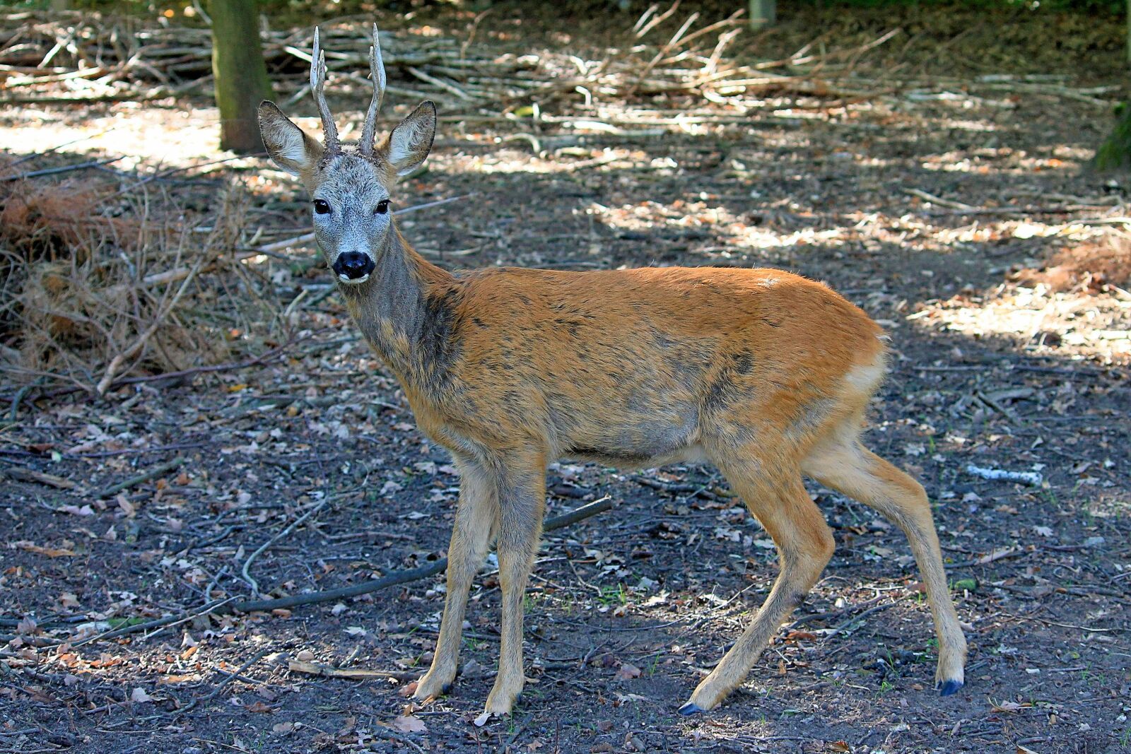 Canon EF-S 55-250mm F4-5.6 IS II sample photo. Roe deer, forest, scheu photography