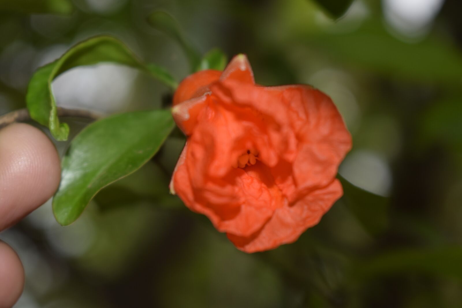 Nikon D5300 sample photo. Pomegranate, pomegranate flower, fruit photography