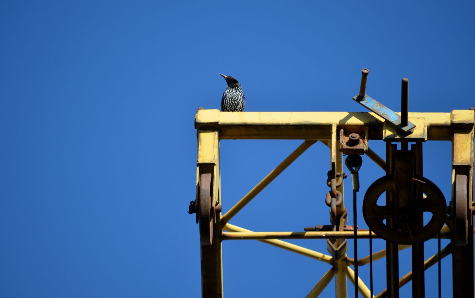 Nikon D5100 sample photo. Bird, crane, perched photography
