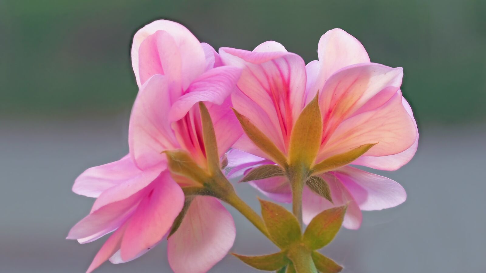 Olympus M.Zuiko Digital ED 60mm F2.8 Macro sample photo. Geranium, blossom, bloom photography