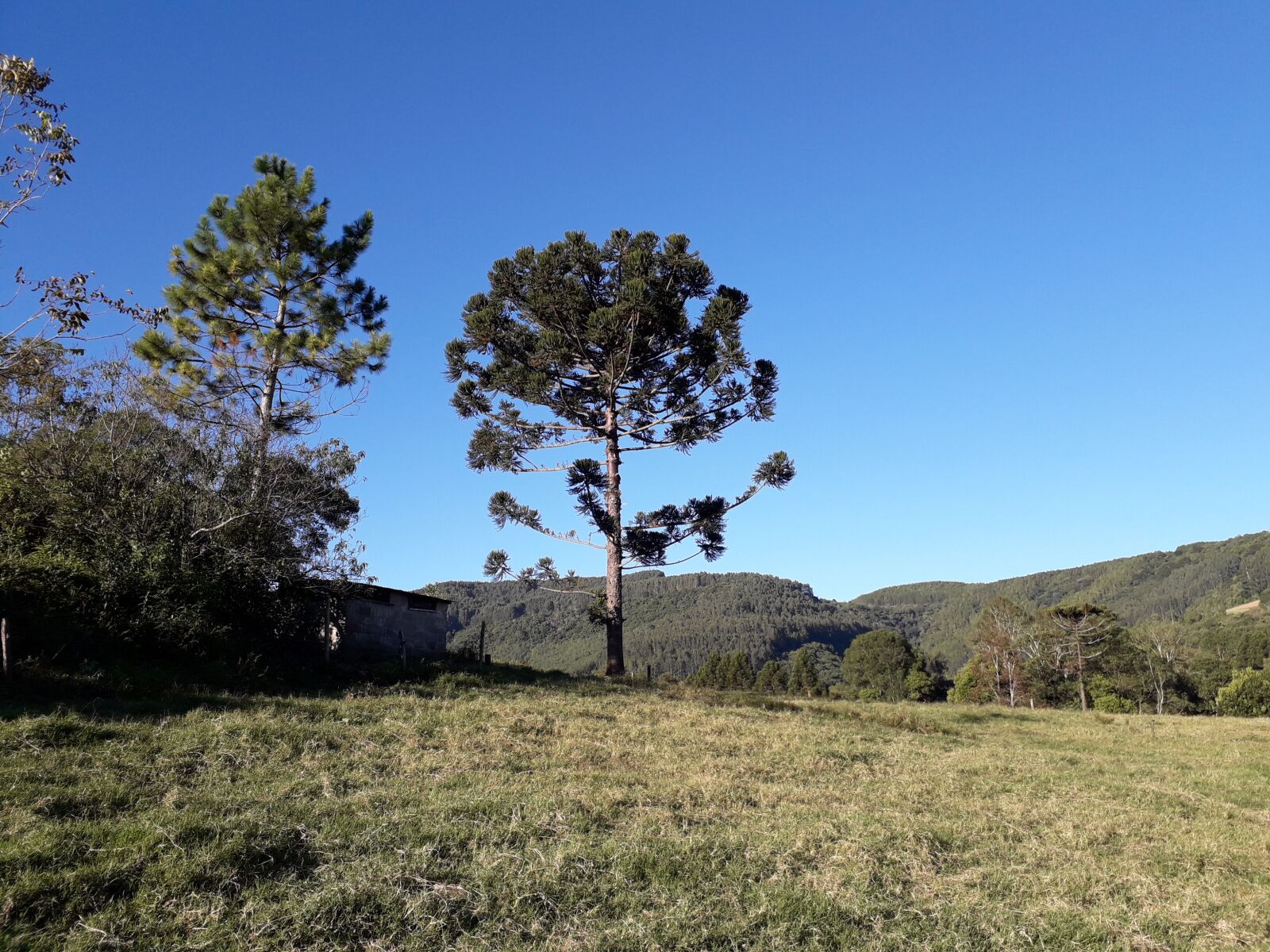 Samsung Galaxy J4 sample photo. Pinheiro, pine tree, tall photography