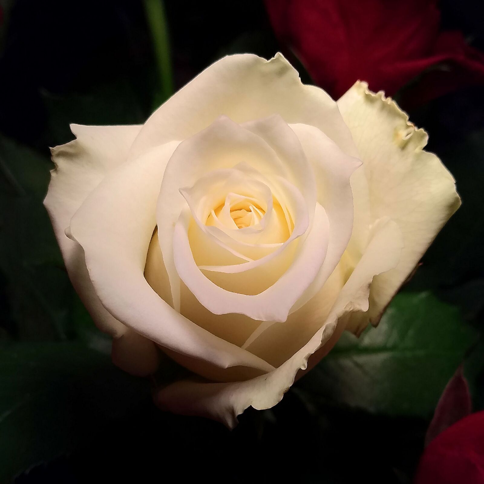 HUAWEI nova sample photo. White rose, flower, rosebush photography
