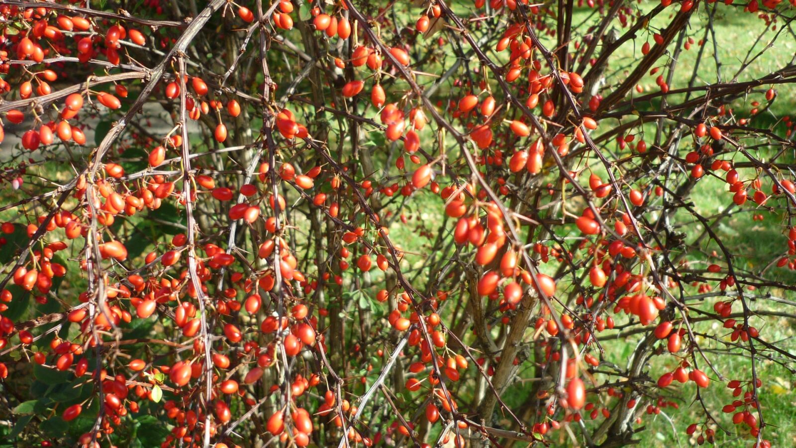 Panasonic Lumix DMC-FS6 sample photo. Berries, small, ovoid photography