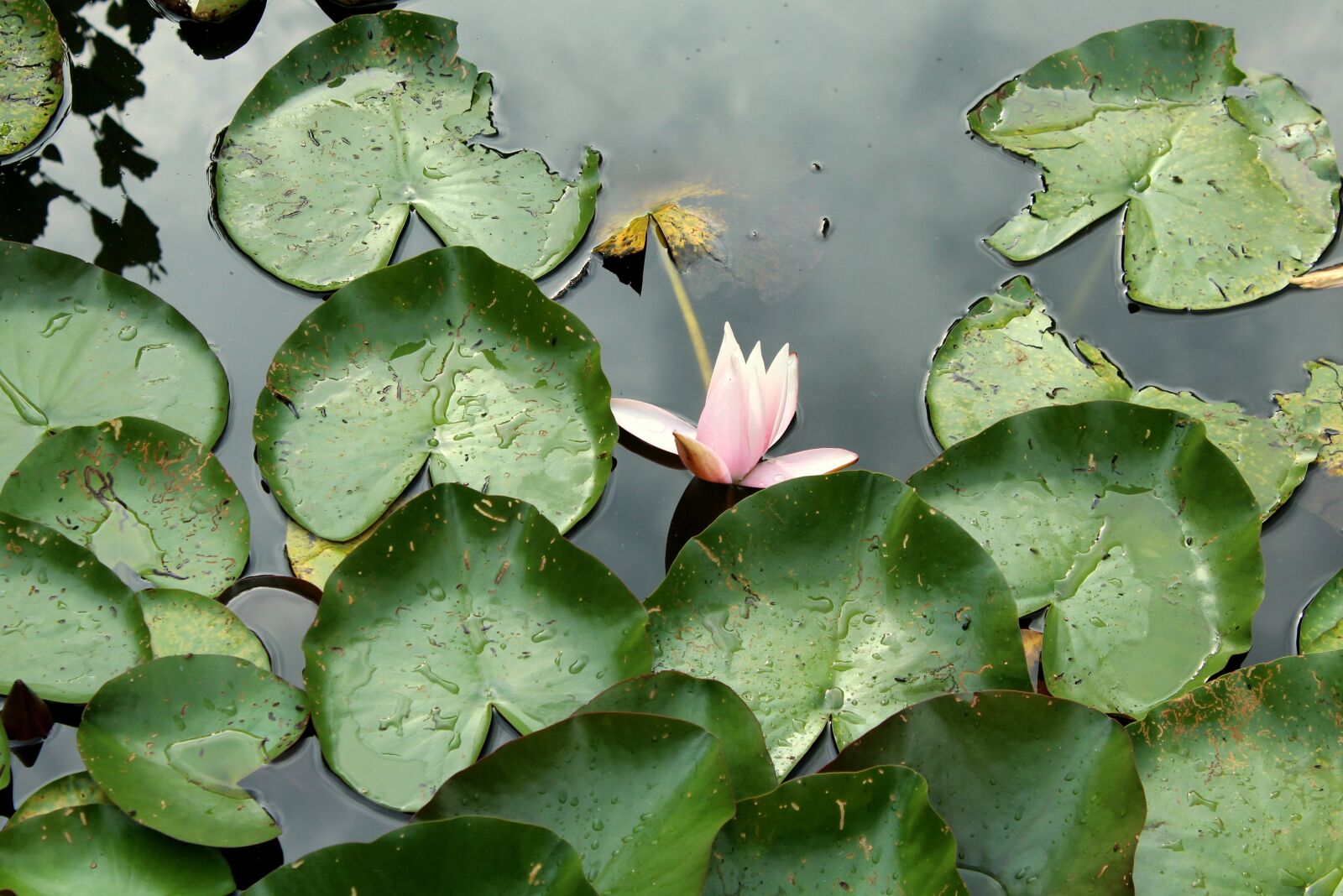 Canon EOS 1200D (EOS Rebel T5 / EOS Kiss X70 / EOS Hi) sample photo. Water lily, pond, the photography