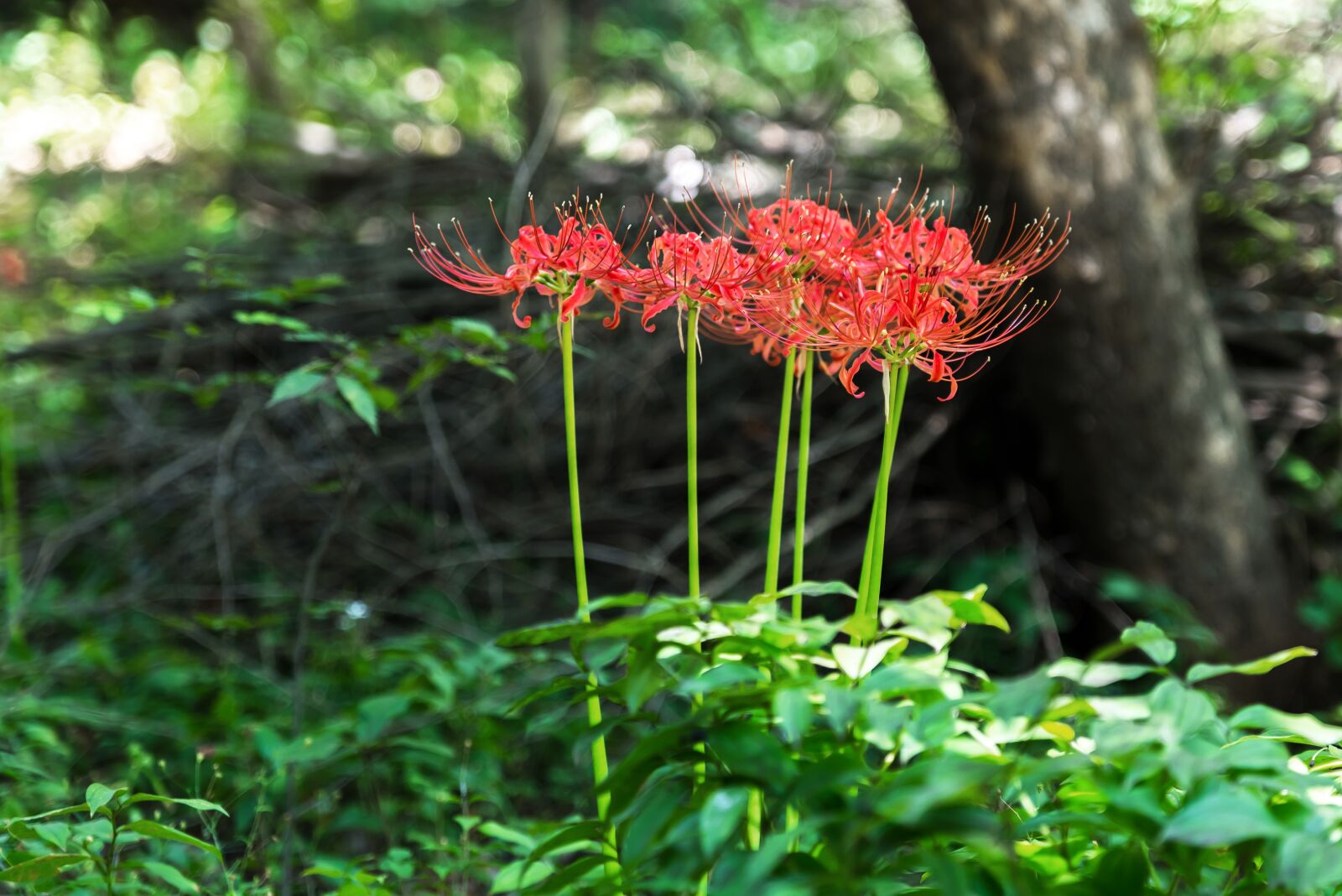 Nikon D750 sample photo. Red spider lily, korea photography