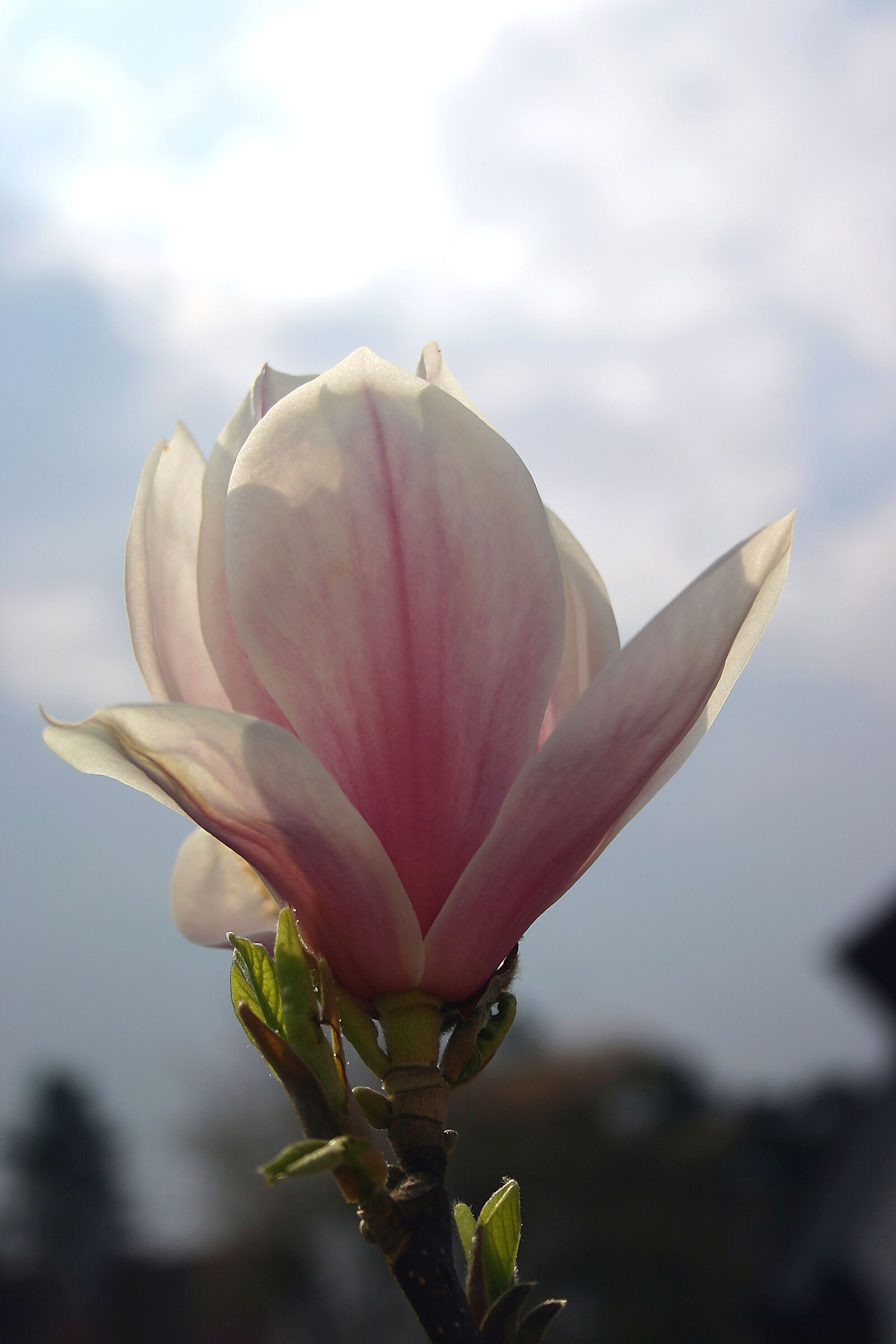 Canon EOS 300D (EOS Digital Rebel / EOS Kiss Digital) sample photo. Magnolia, blossom, bloom photography