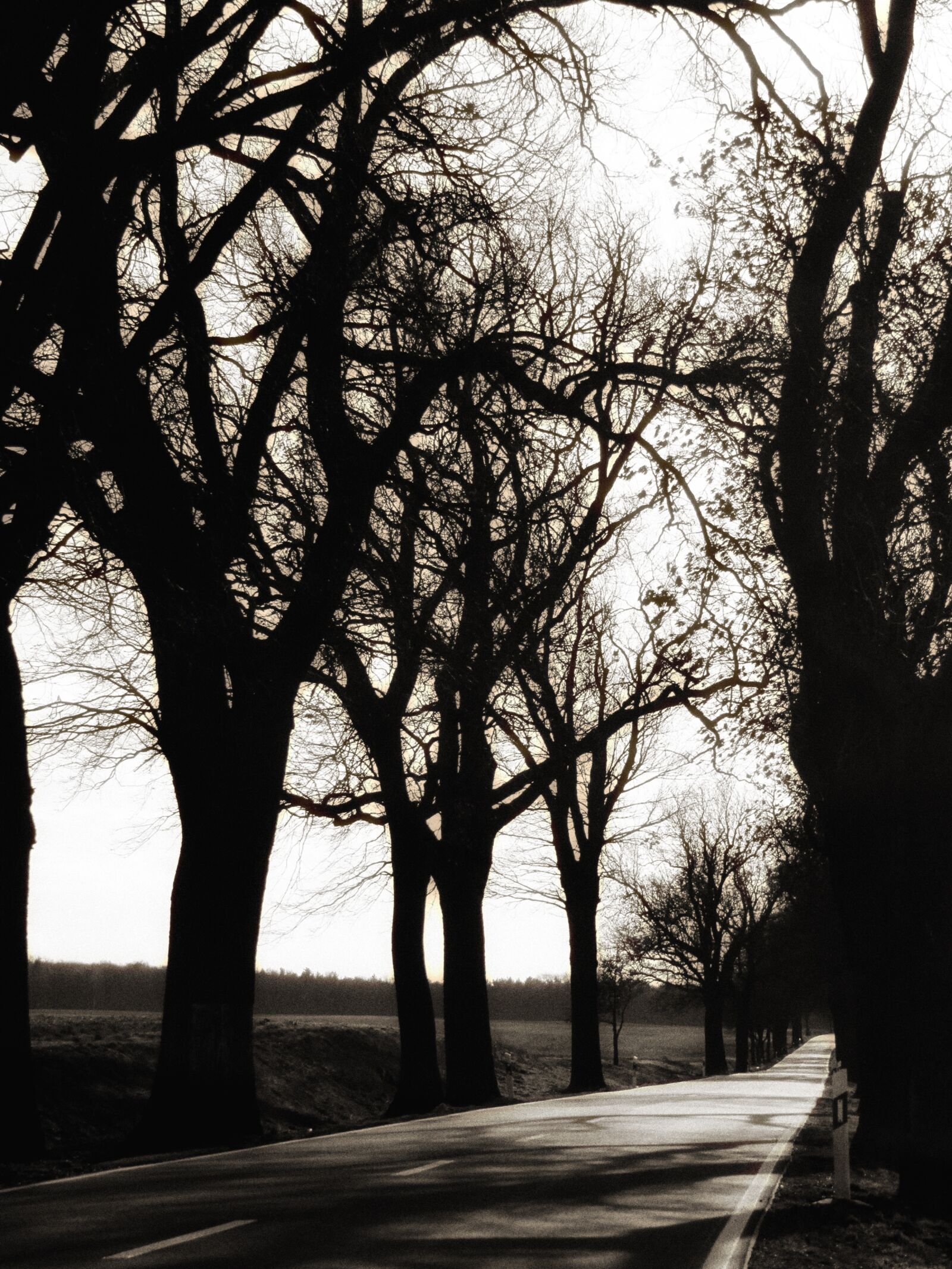 Canon PowerShot SX200 IS sample photo. Road, tree lined avenue photography