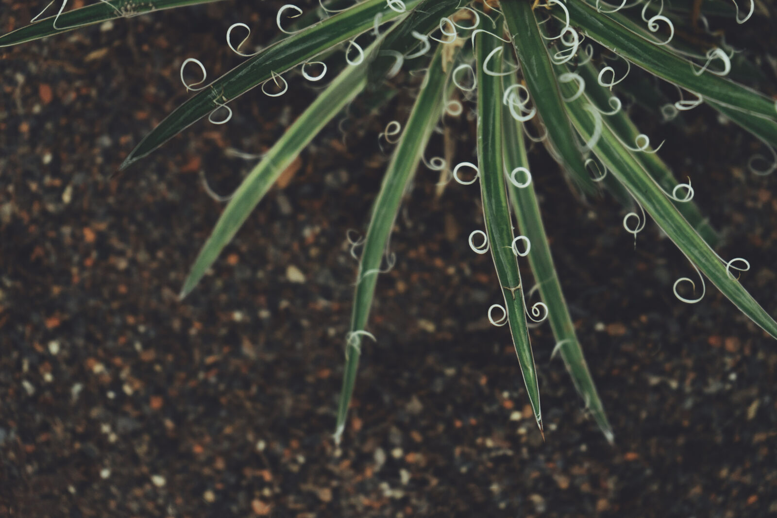 Sony a7 II + Sony FE 28-70mm F3.5-5.6 OSS sample photo. Green, grass photography