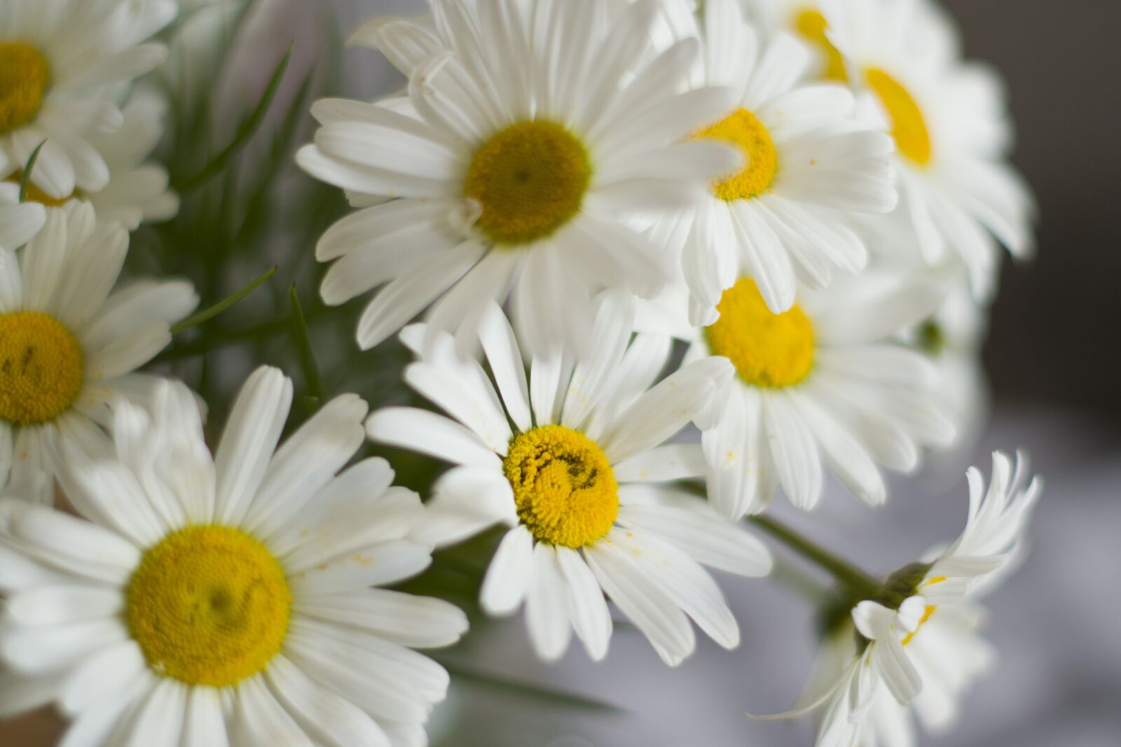 Nikon D3100 sample photo. Chamomile, flowers, bloom photography