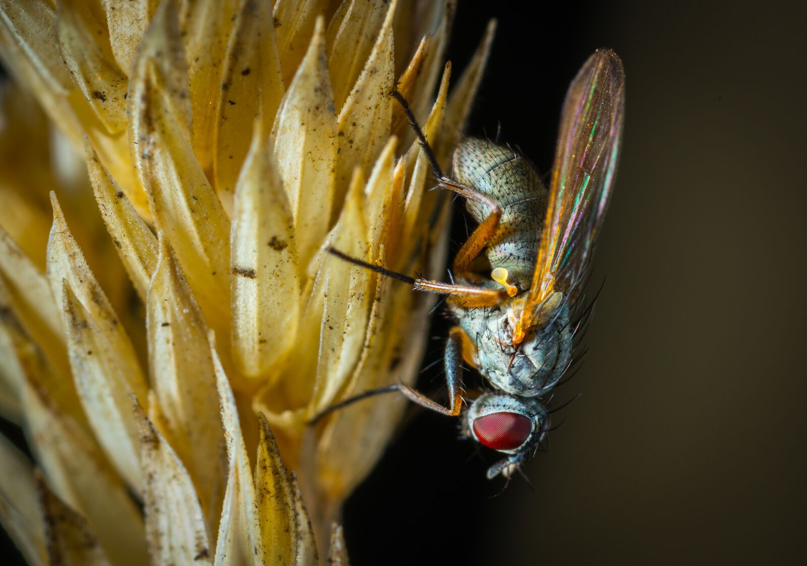 #124 65/2.8 sample photo. Insect, nature, fly photography