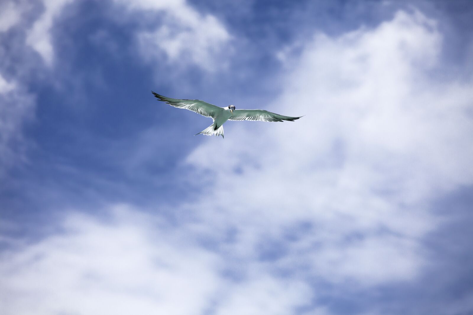 Canon EOS 5D Mark II sample photo. Bird, common tern, flight photography