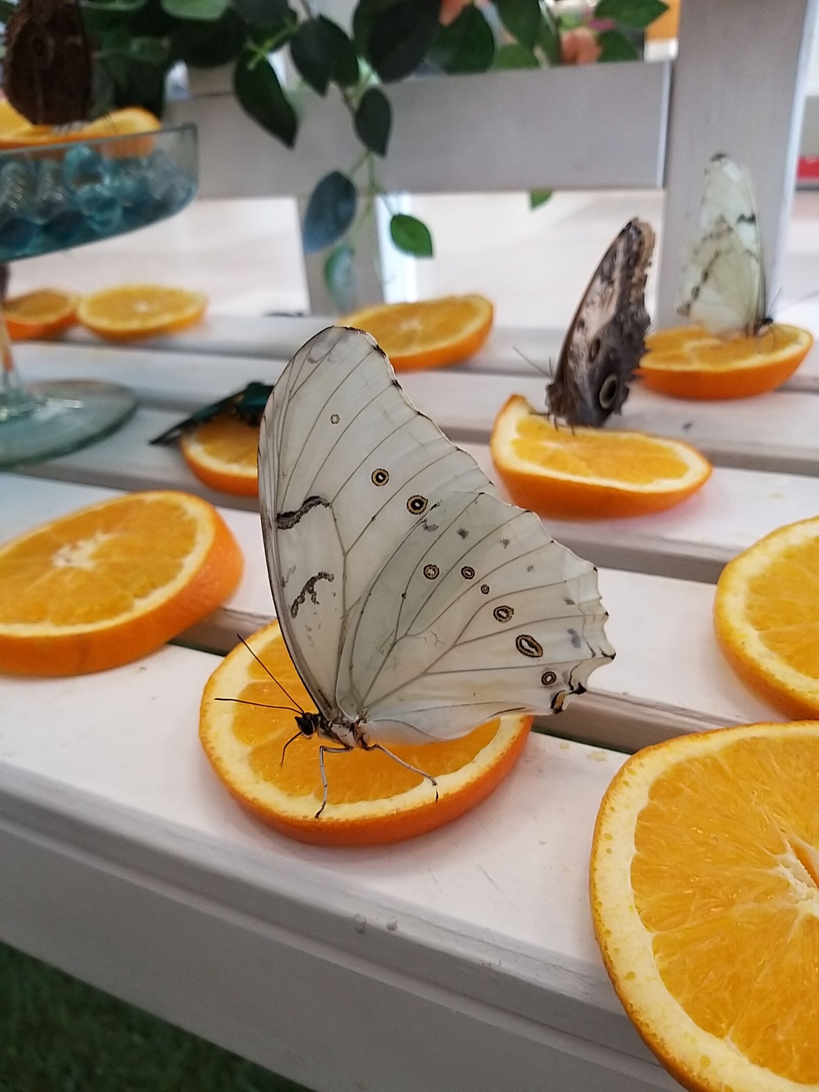 Samsung Galaxy A9 (2018) sample photo. Butterfly, eat, orange photography
