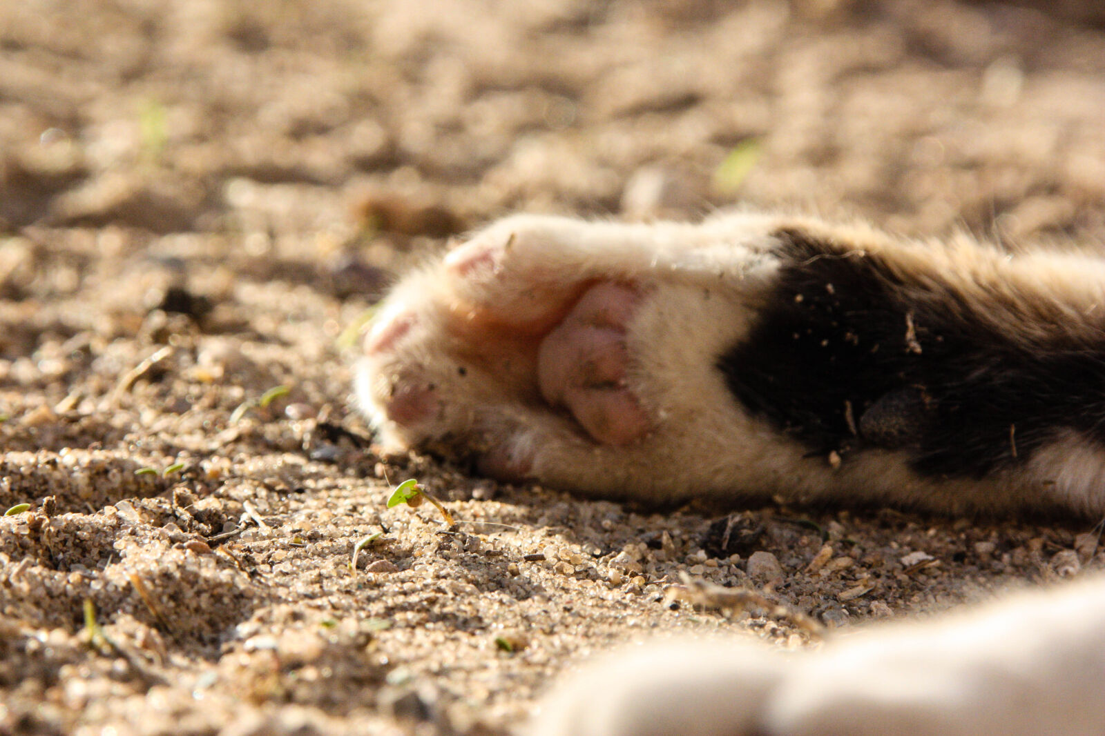 Canon EOS 450D (EOS Rebel XSi / EOS Kiss X2) sample photo. Animal, canon, cats, foot photography