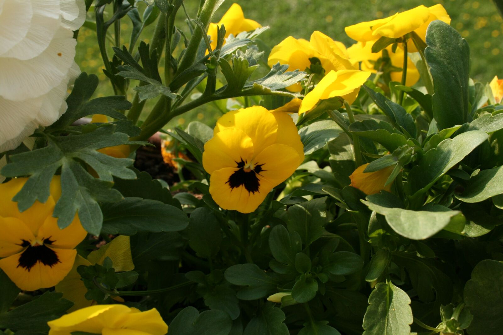 Canon EOS 400D (EOS Digital Rebel XTi / EOS Kiss Digital X) sample photo. Flower, yellow, yellow flower photography
