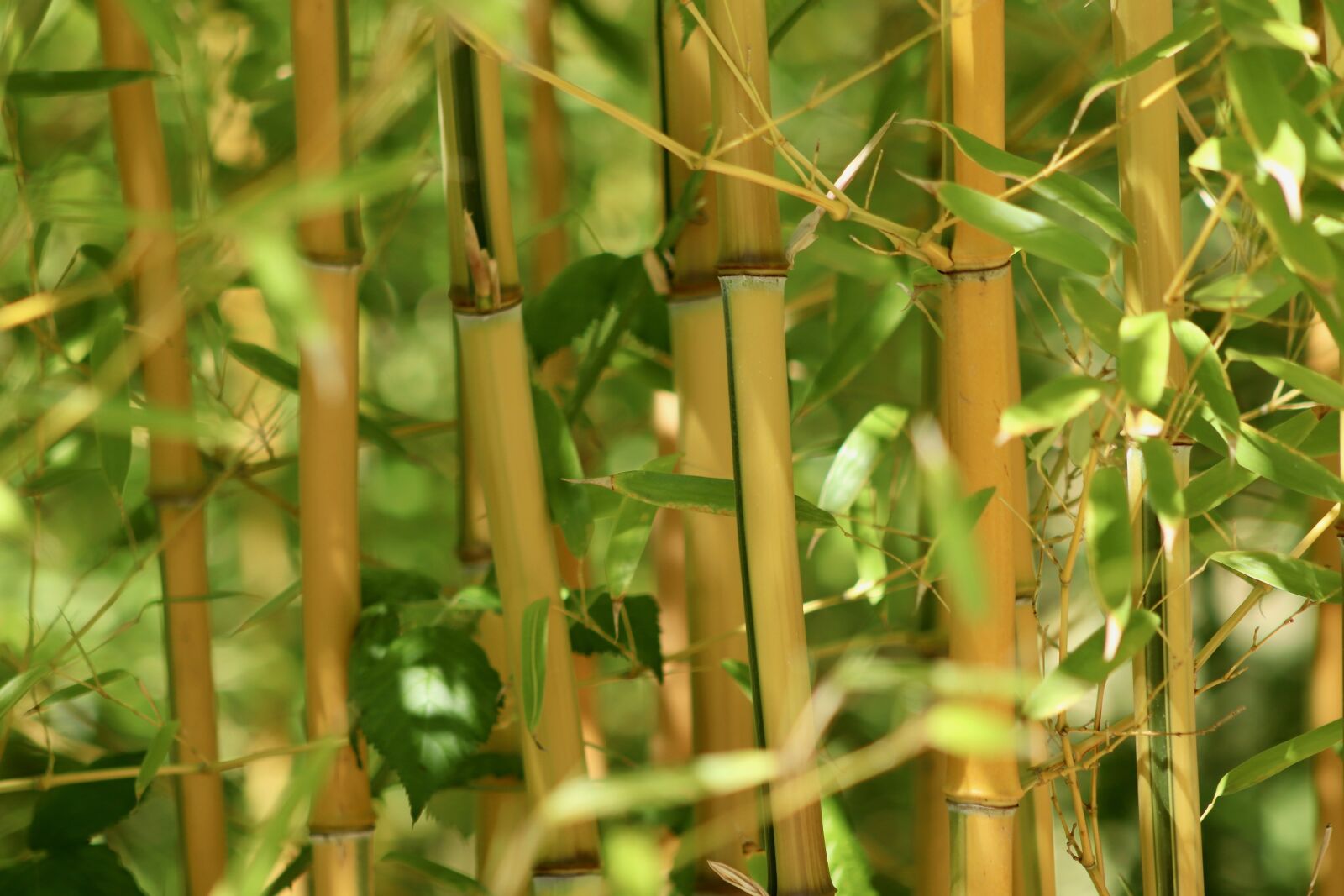 Canon EOS 800D (EOS Rebel T7i / EOS Kiss X9i) sample photo. Bamboo, grass, bamboo greenhouse photography