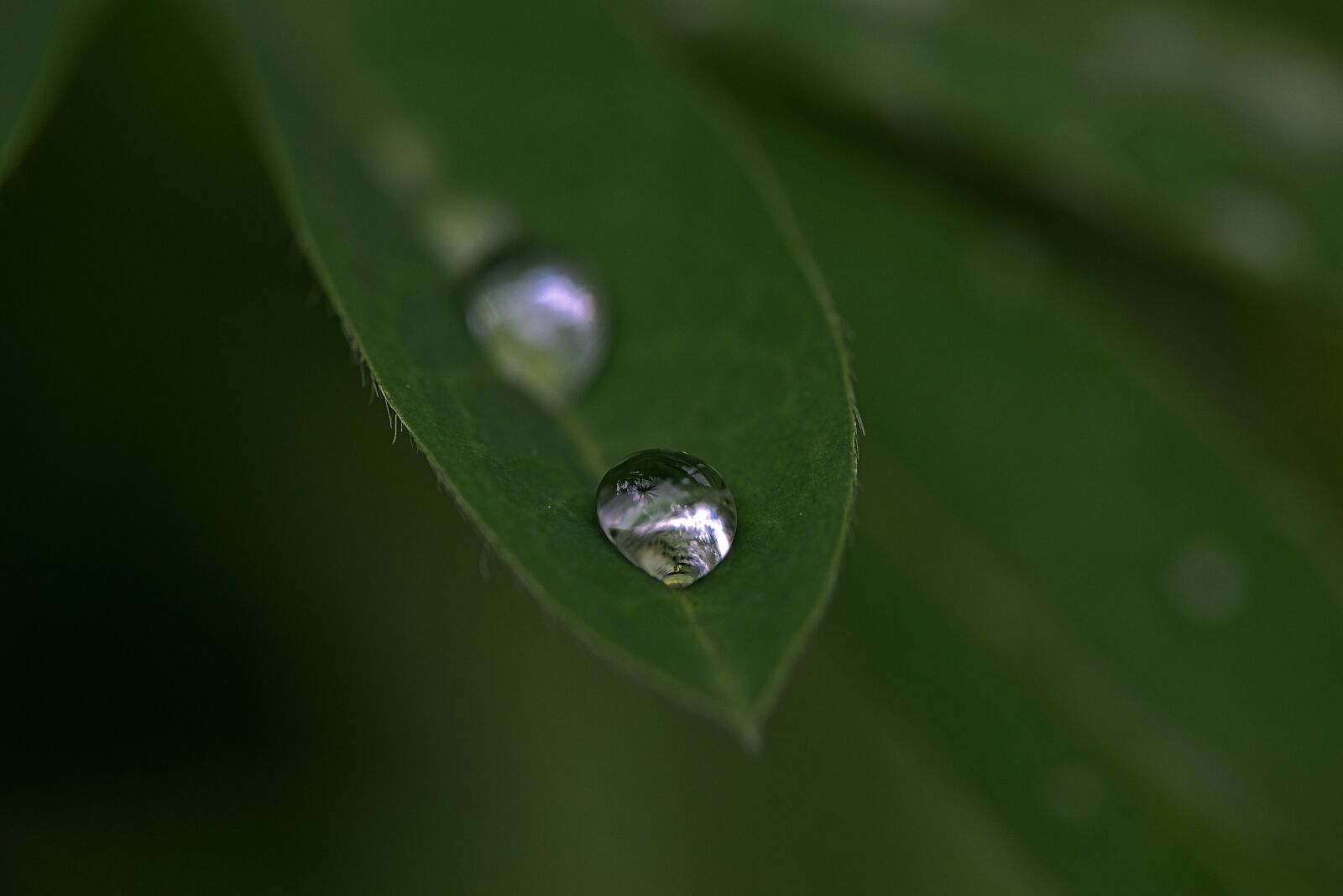Nikon D800 sample photo. Drops, droplet, water photography