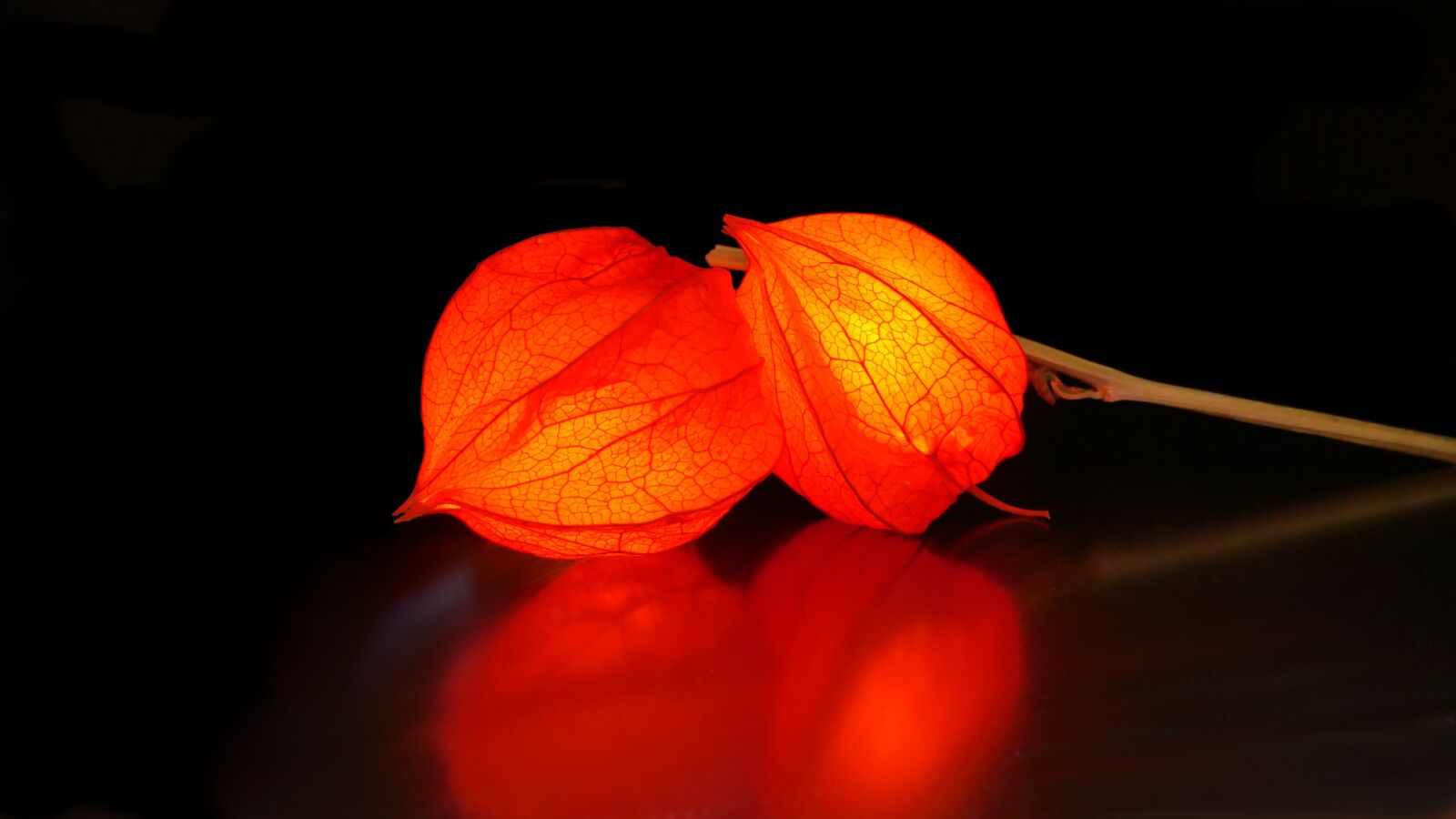 Panasonic Lumix DMC-GX85 (Lumix DMC-GX80 / Lumix DMC-GX7 Mark II) sample photo. Physalis, lampionblume, flower photography