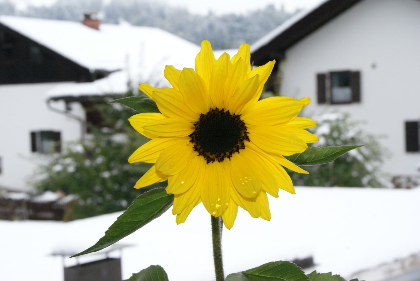Sony Alpha DSLR-A300 sample photo. Sunflower, blossom, bloom photography