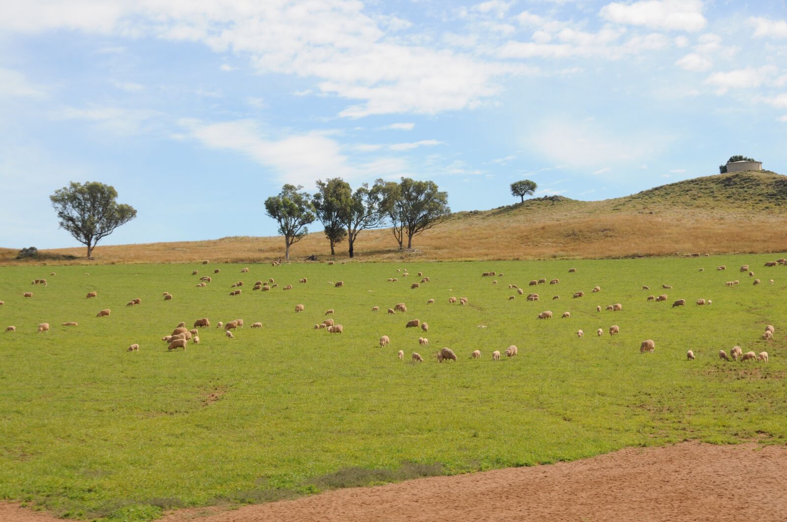 Nikon D300 sample photo. Sheep, field, grass photography