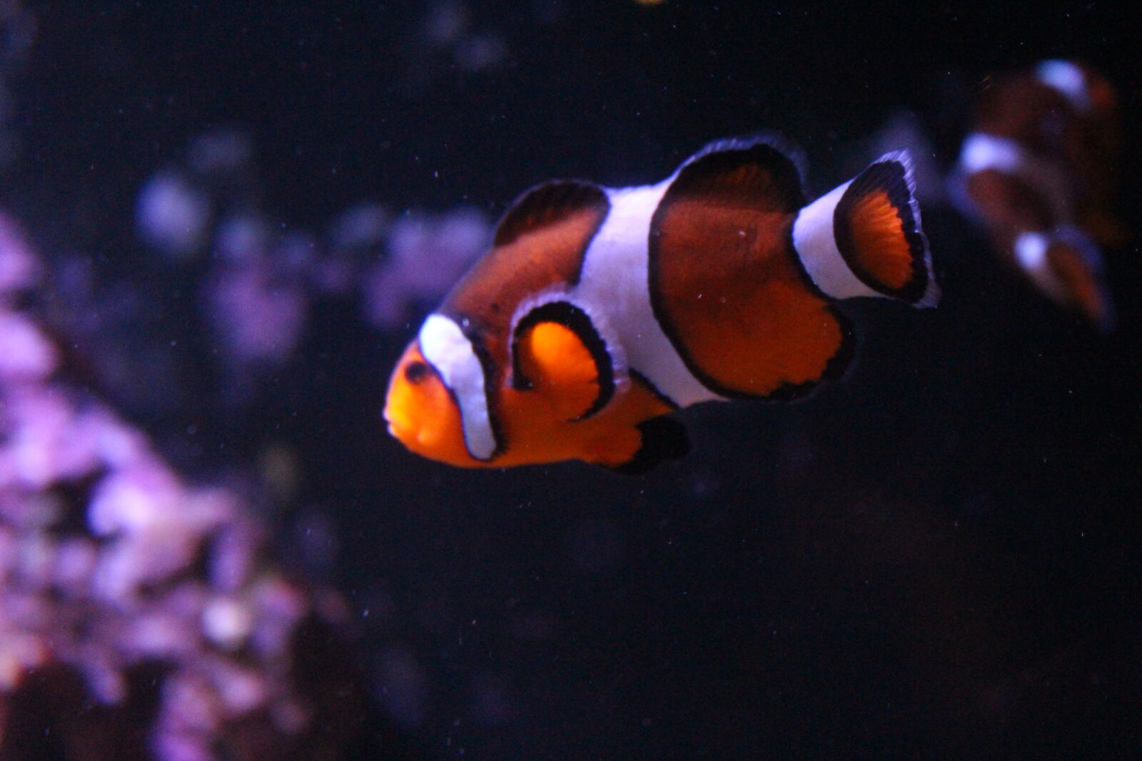 Canon EOS 700D (EOS Rebel T5i / EOS Kiss X7i) sample photo. Clown, clown, fish, colorful photography