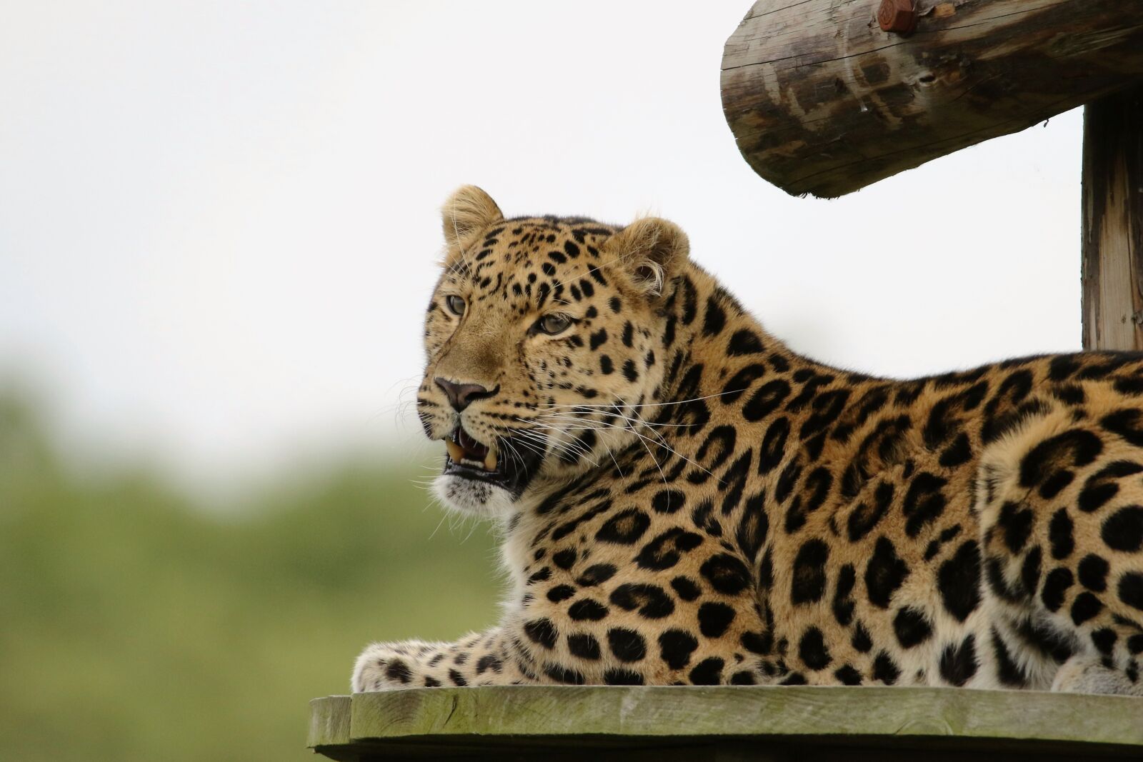 Canon EOS 7D Mark II sample photo. Leopard, big cat, animal photography