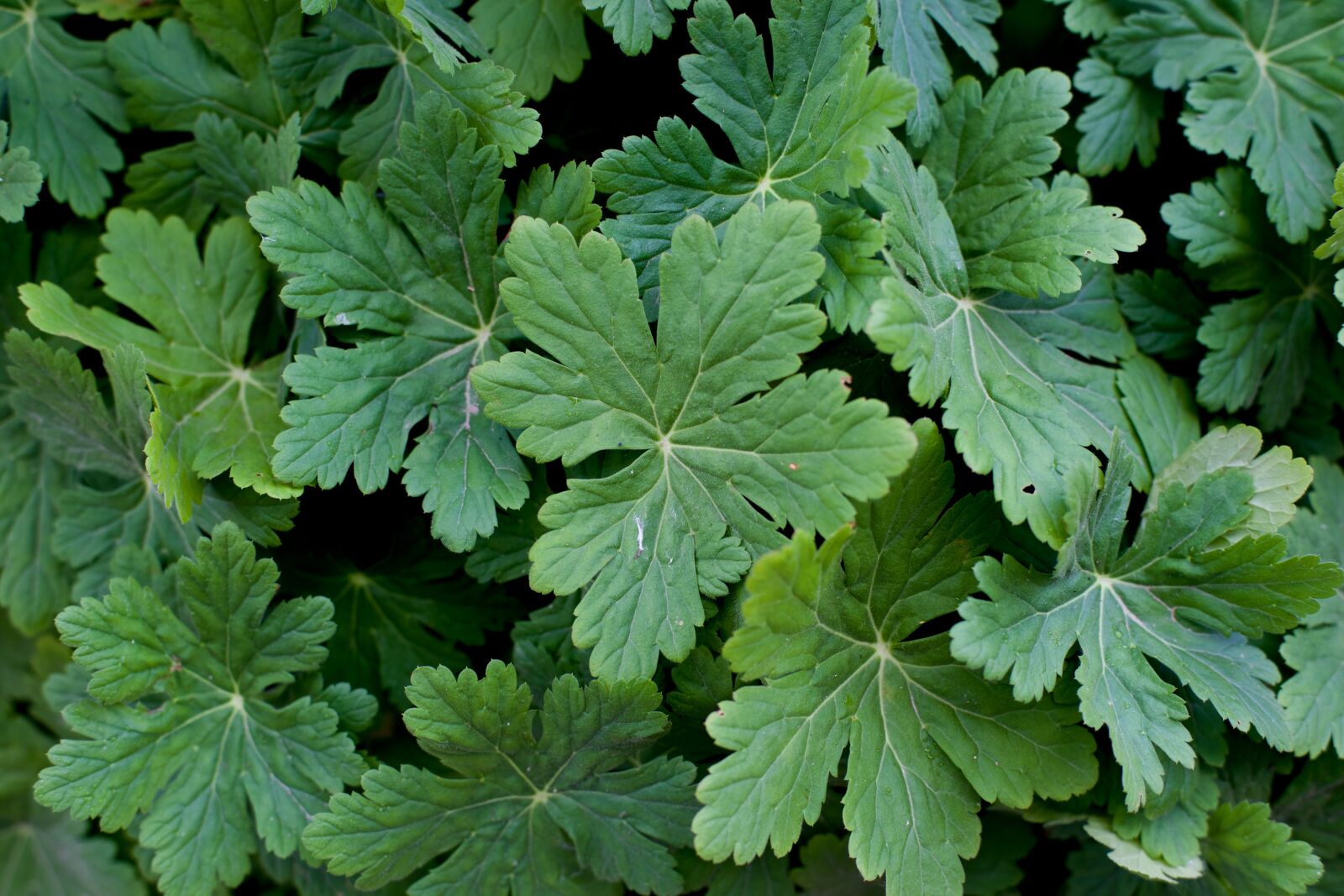 Canon EOS 6D sample photo. Geranium, flowers, background photography