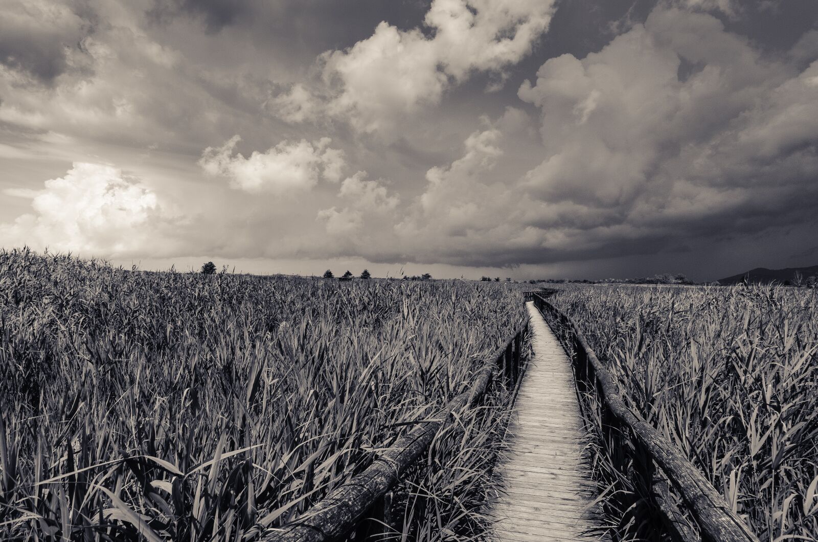 Nikon D7000 sample photo. Blackandwhite, tuscany, massaciuccoli photography