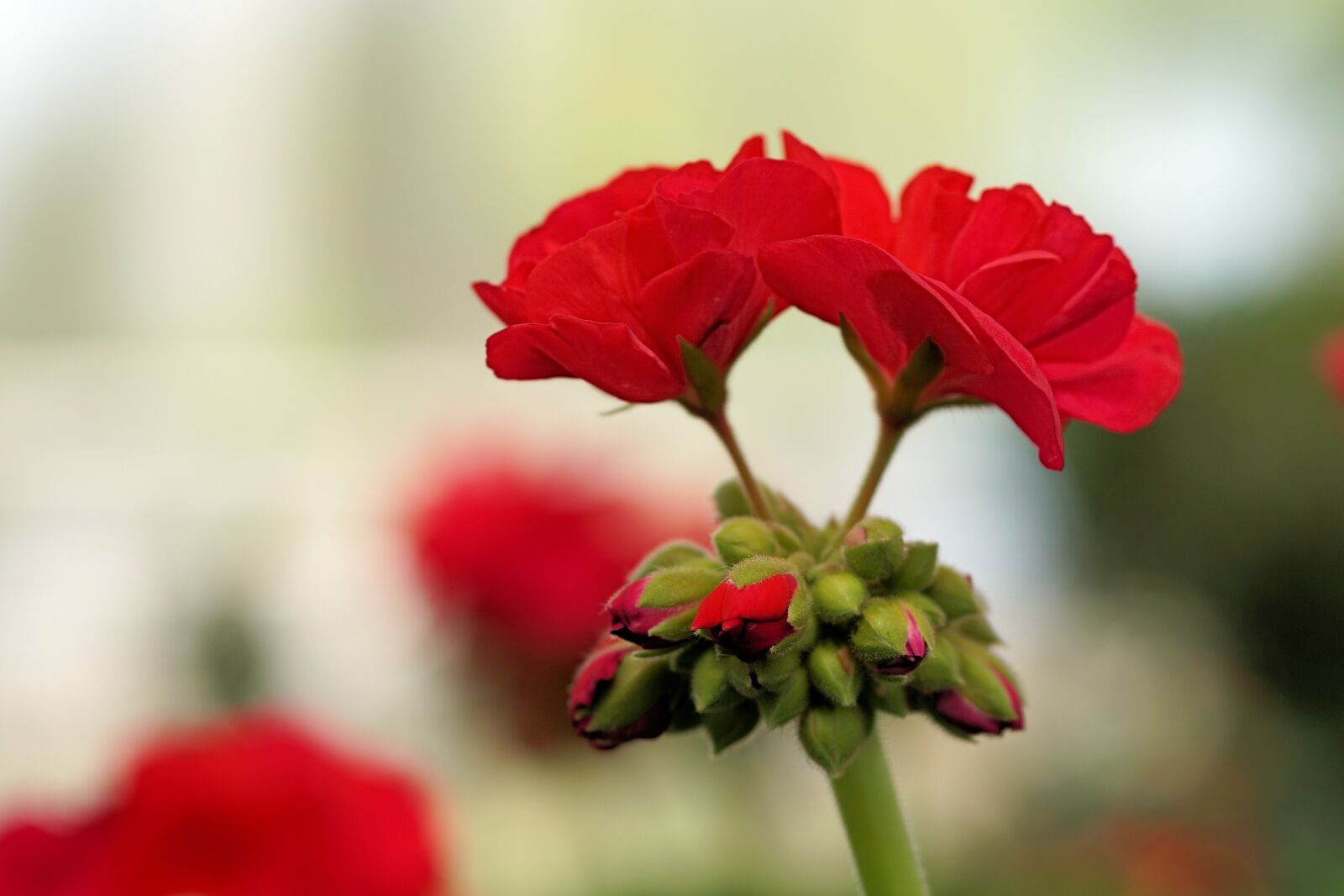 Sony a6000 + E 60mm F2.8 sample photo. Geranium, flower, blossom photography