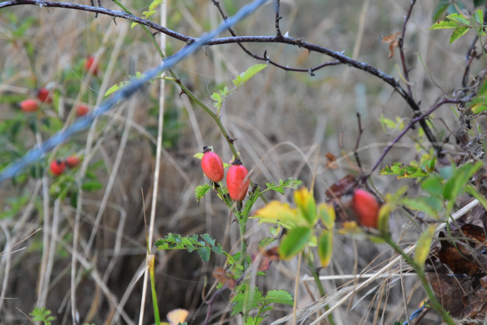 Nikon D5500 sample photo. Rose hip, fruits, tree photography